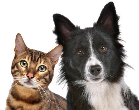 Pet or Animal